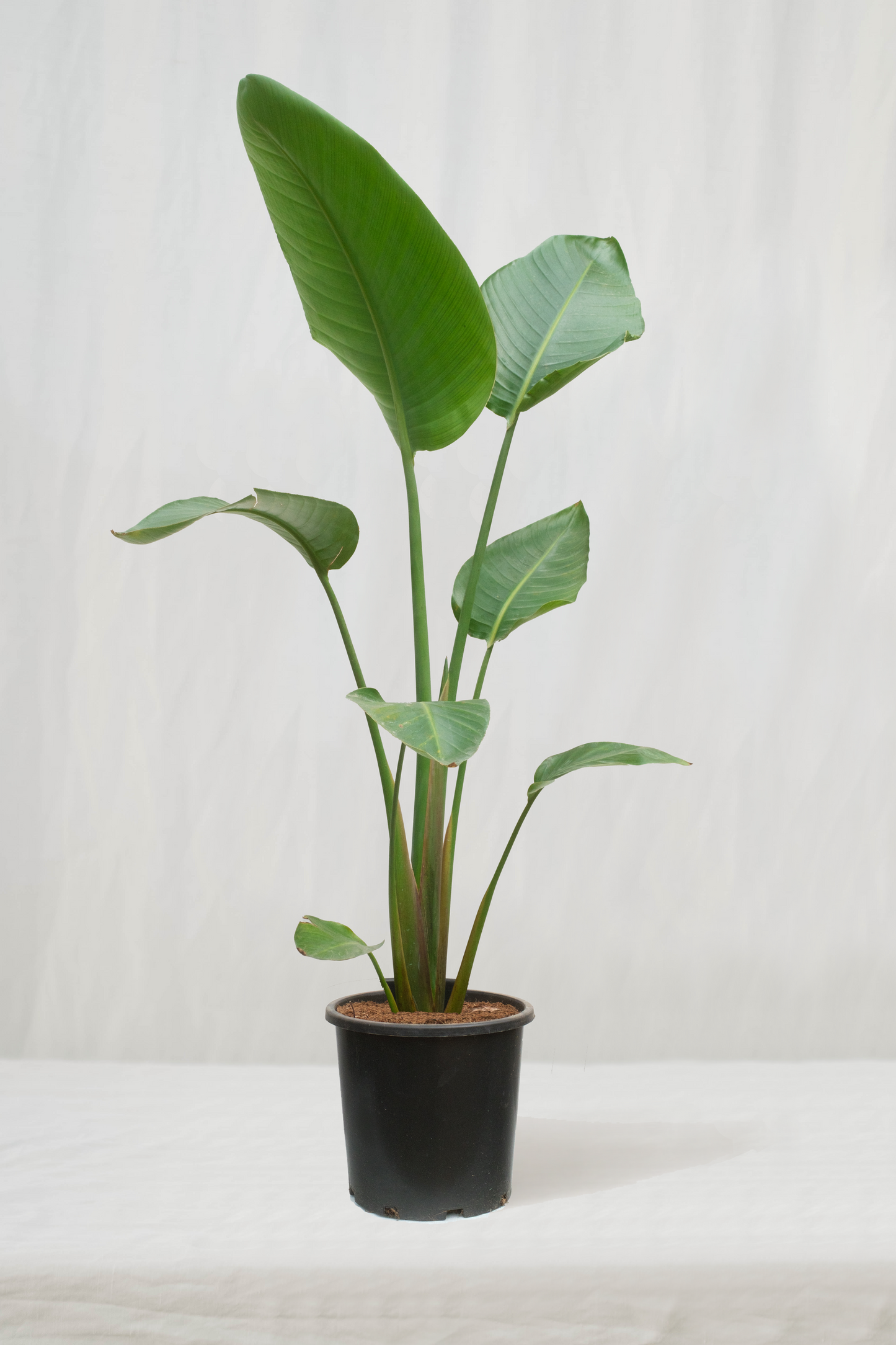 ציפור גן עדן ניקולאי