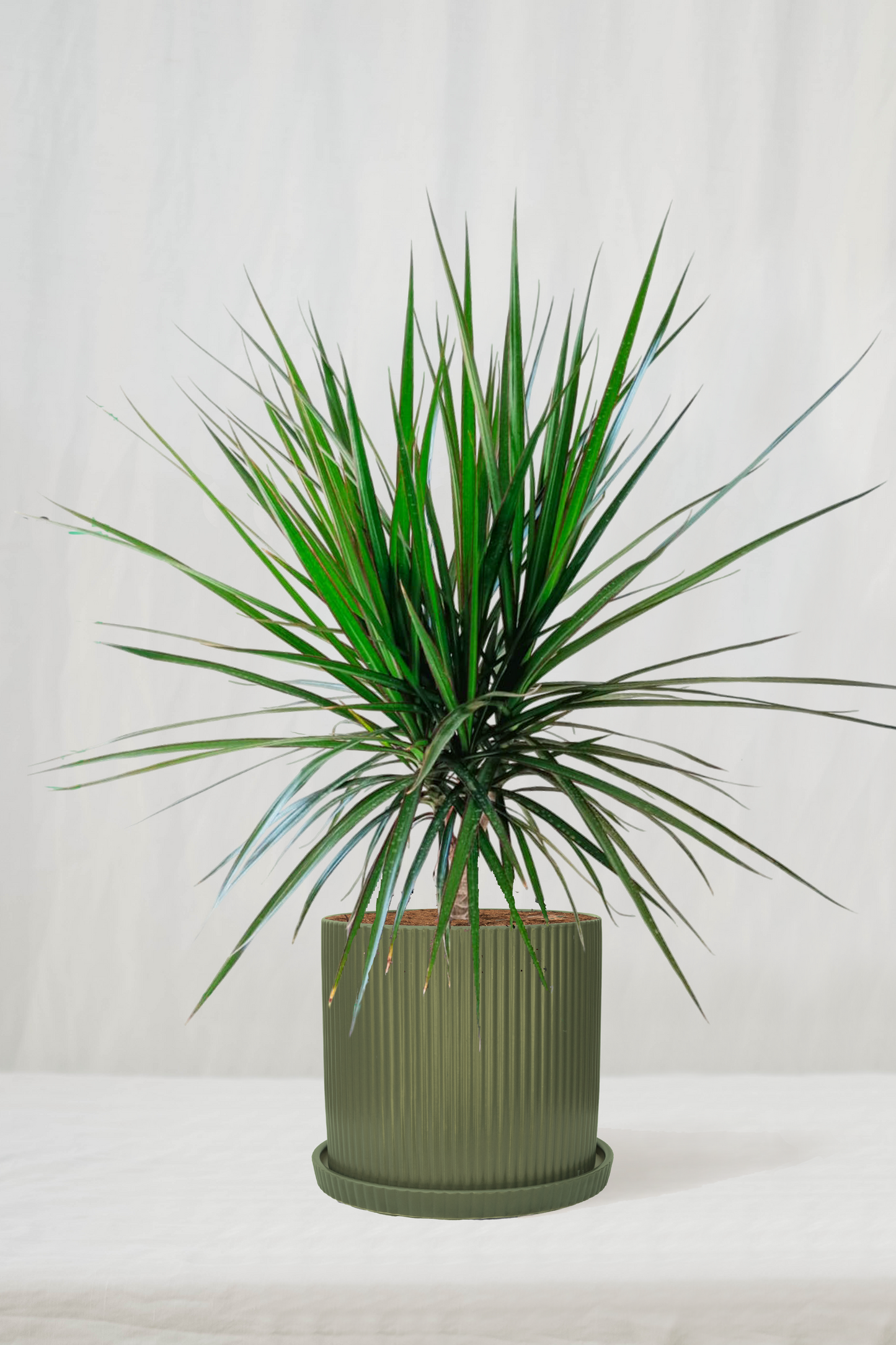 דרצנה מרגינטה ראש מפוצל