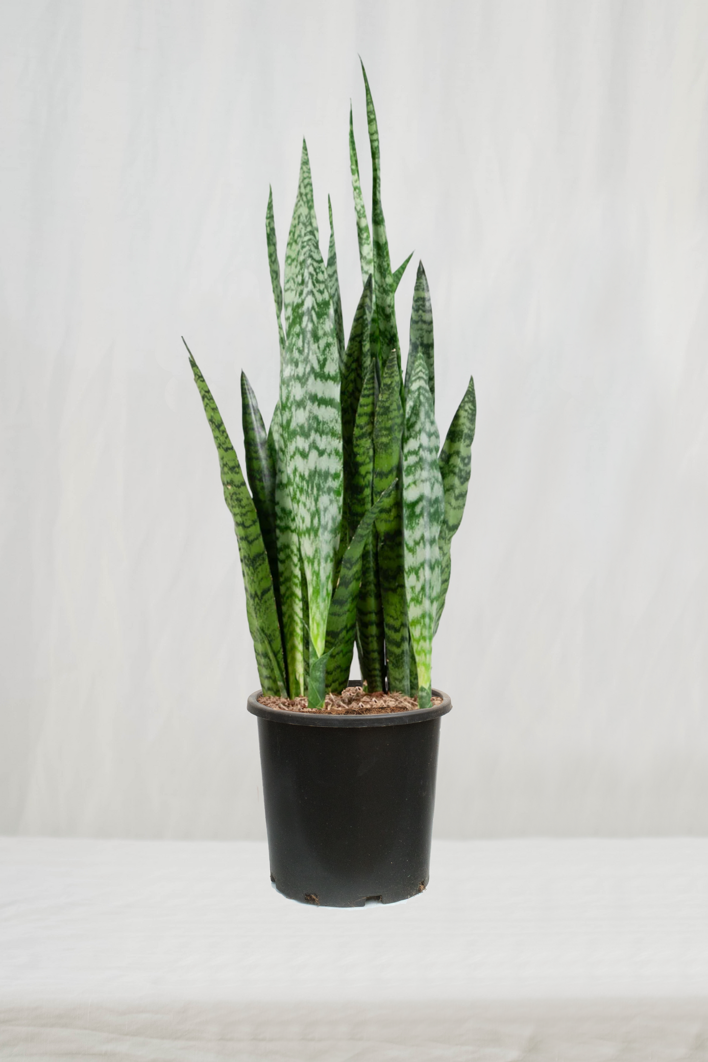 סנסיווריה ירוקה