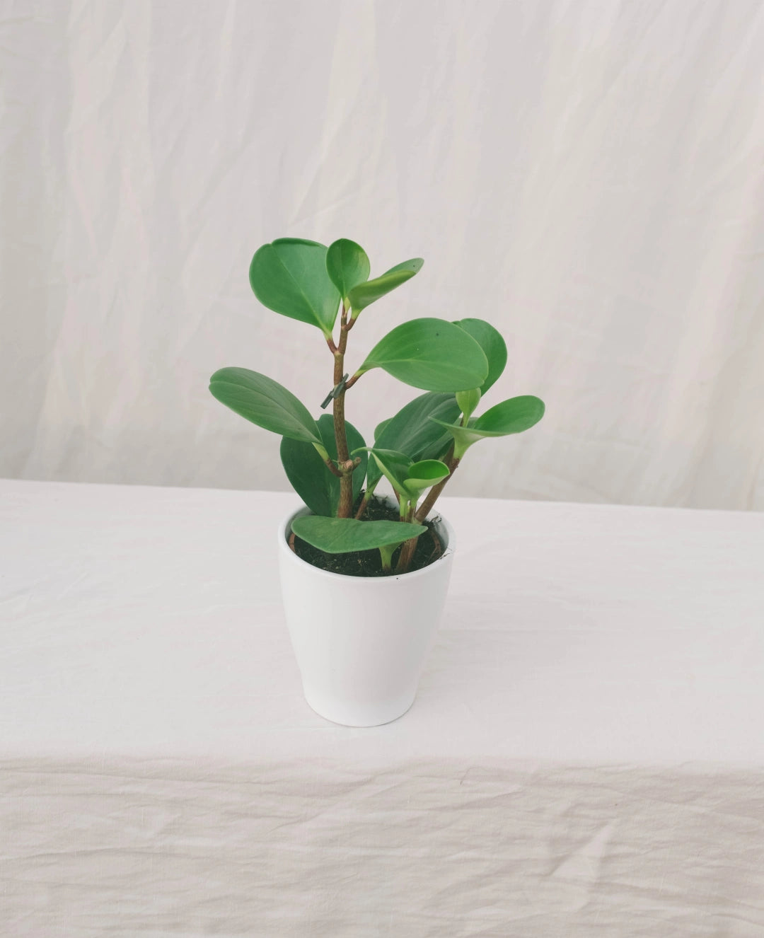 פפרומיה מגניפוליה ירוקה