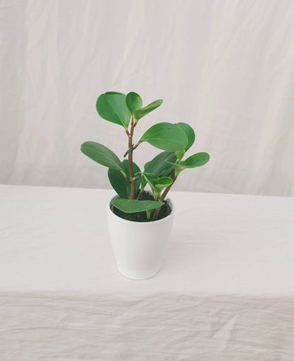 פפרומיה מגניפוליה ירוקה