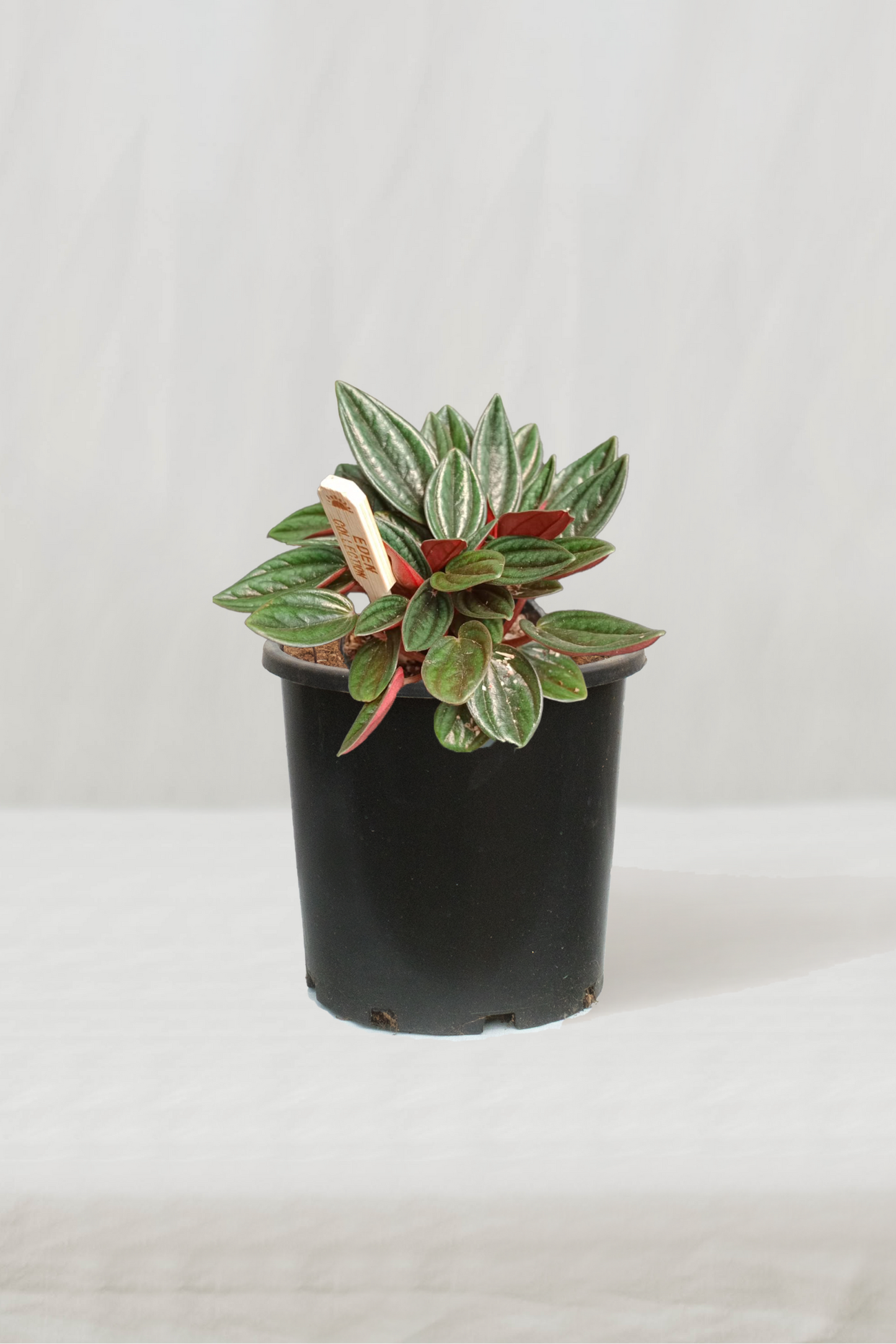 פפרומיה רוסו