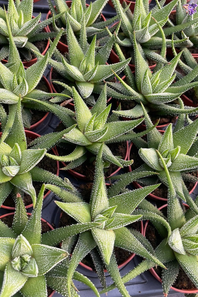 הוורטיה קונקולור