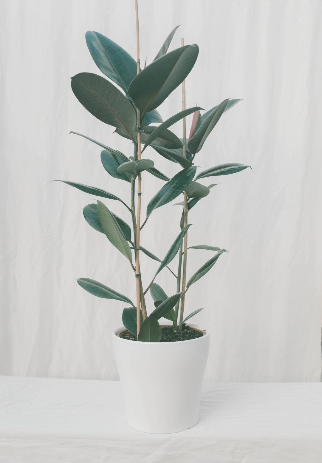 פיקוס גומי שחור זוגות