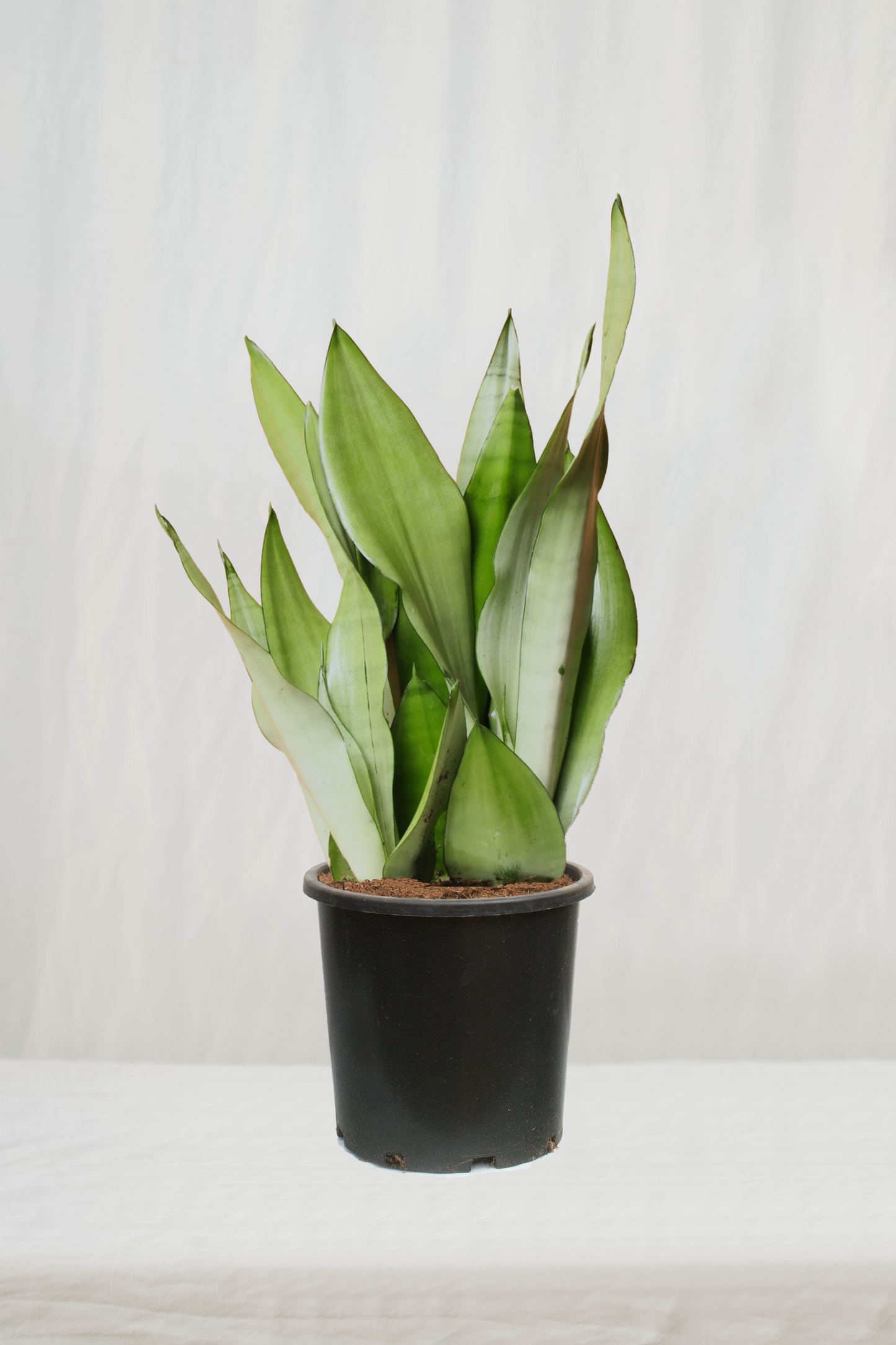 סנסיווריה מונשיין