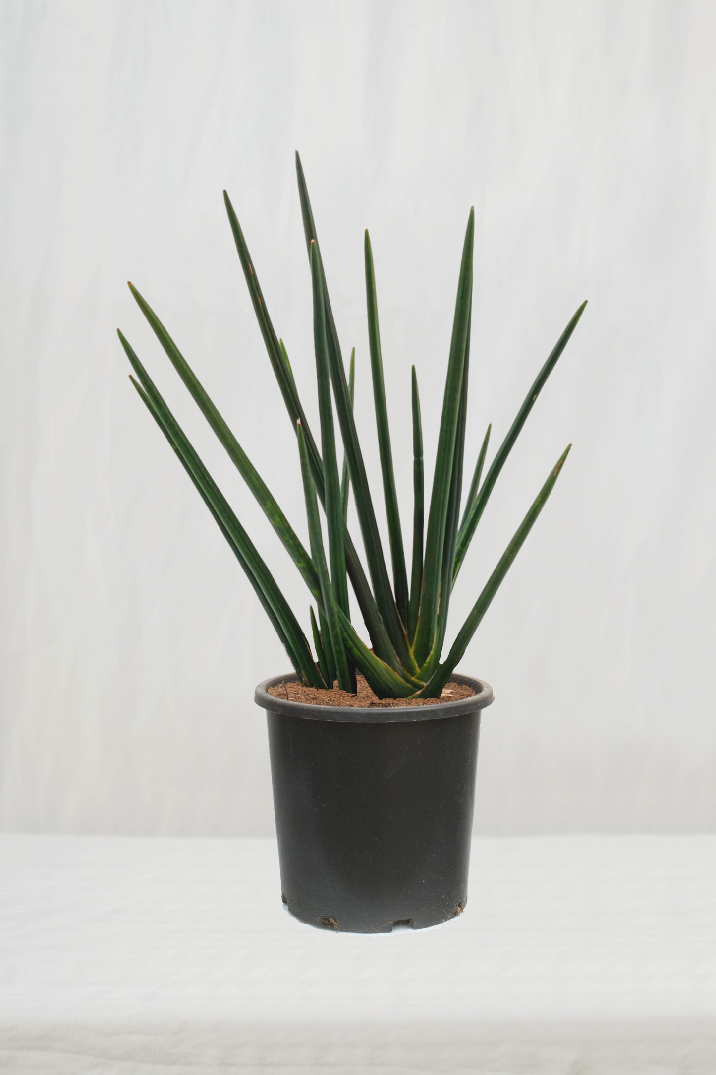 סנסיווריה גלילית