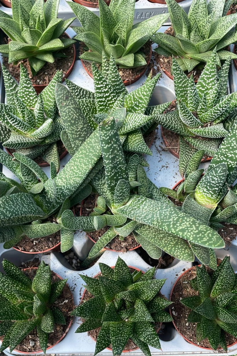 גסטר אלו מיקס