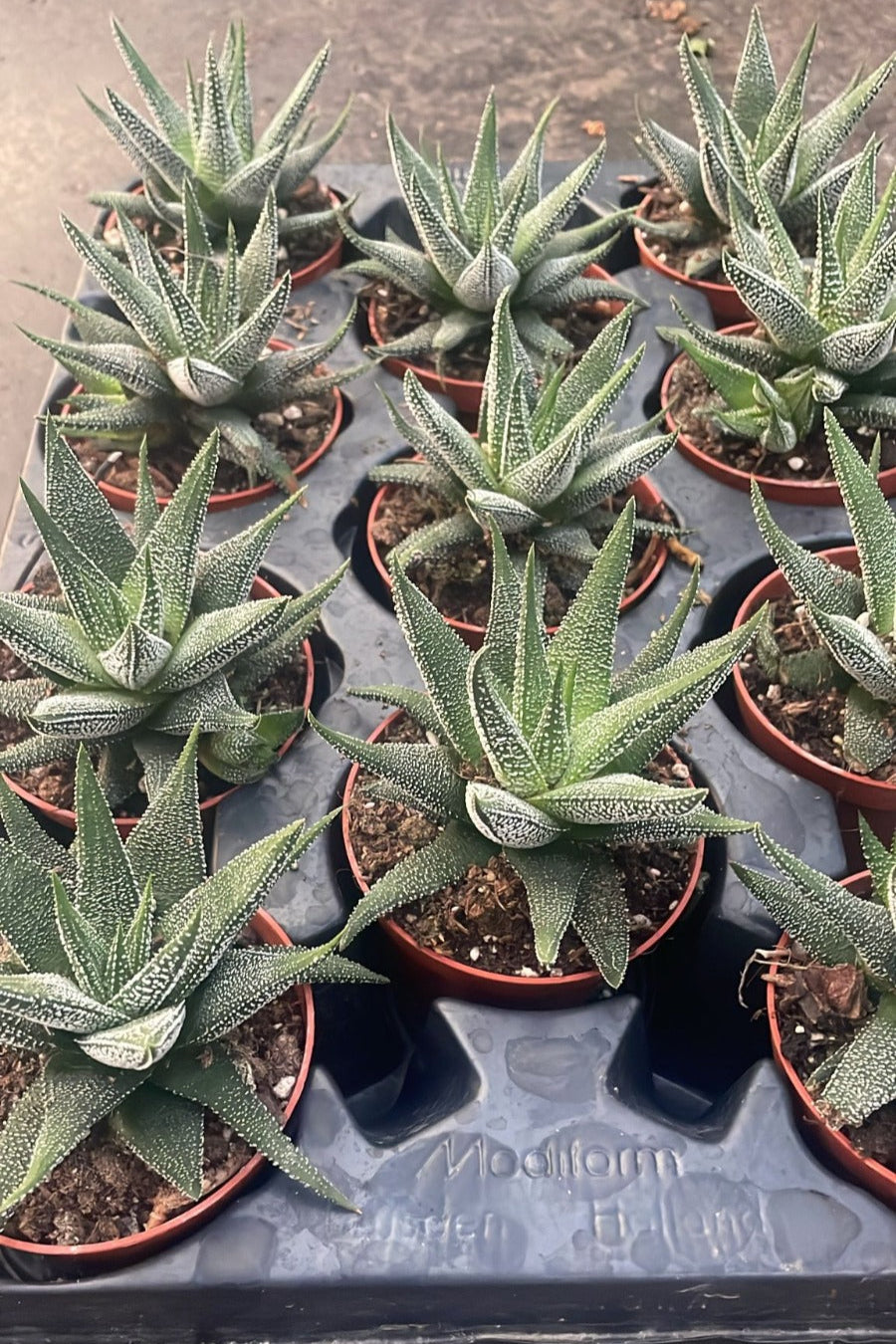 הוורטיה קונקולור