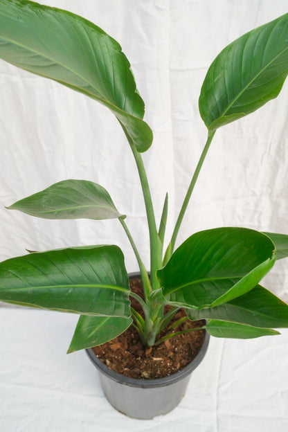 ציפור גן עדן רג'ינה זוג