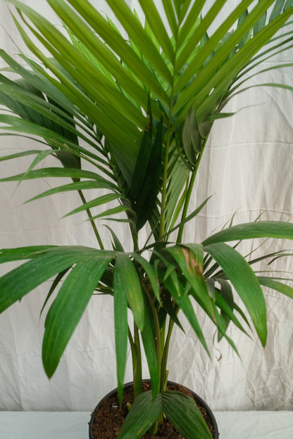 דקל טבעות שלישייה