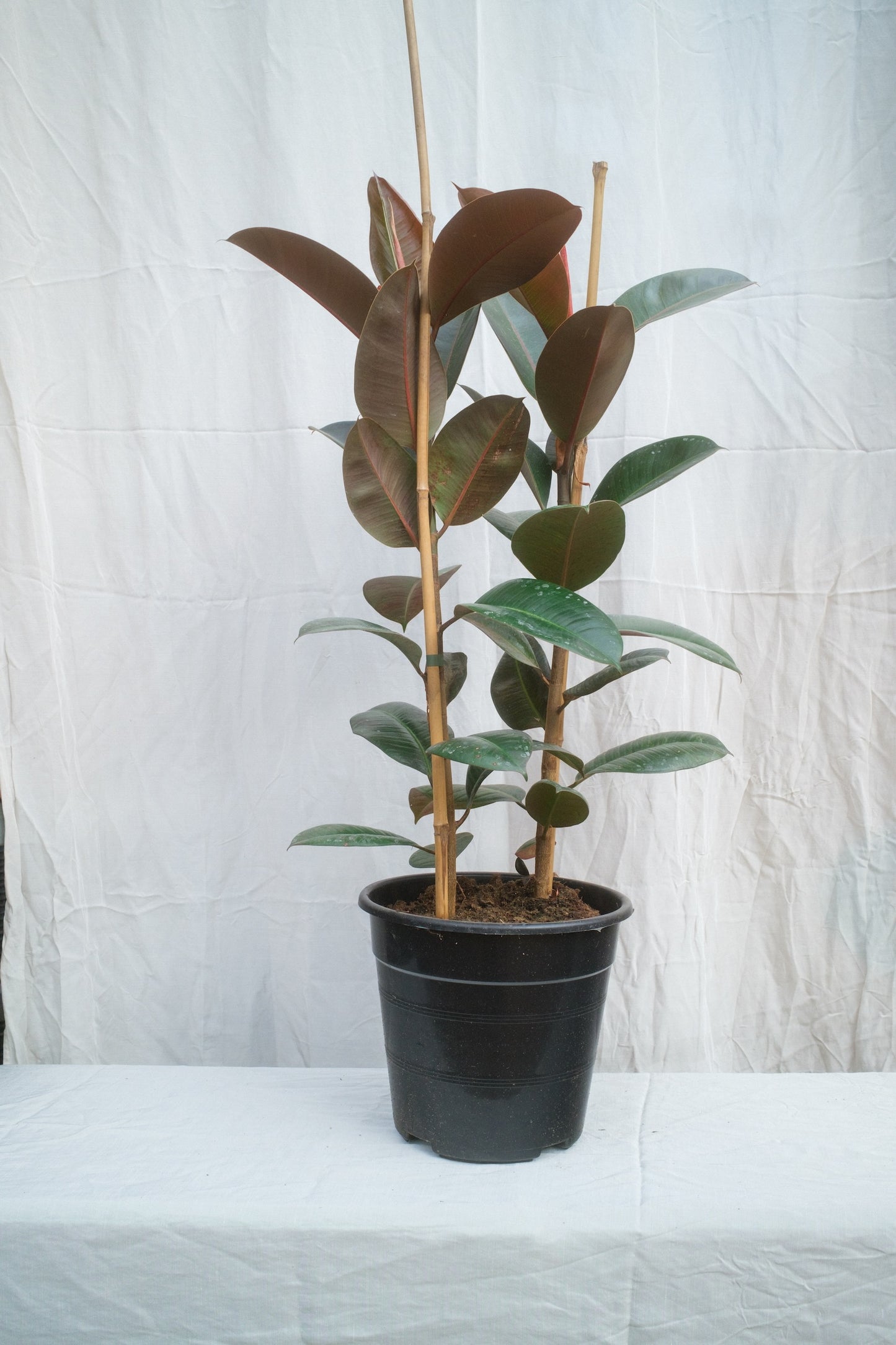 פיקוס גומי ירוק זוג