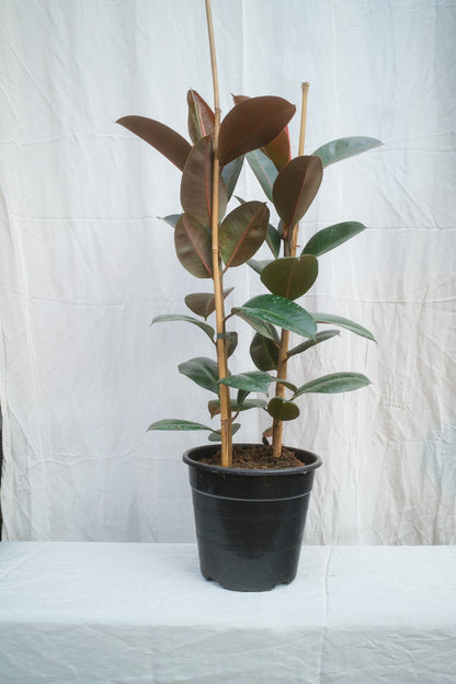 פיקוס גומי ירוק זוג