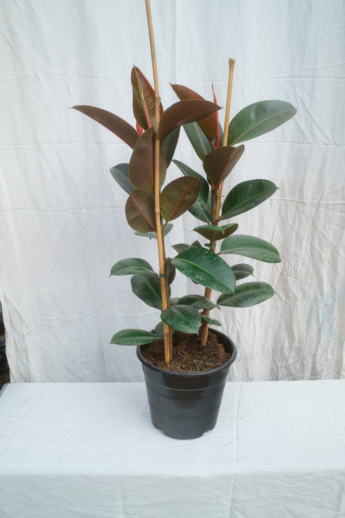 פיקוס גומי ירוק זוג