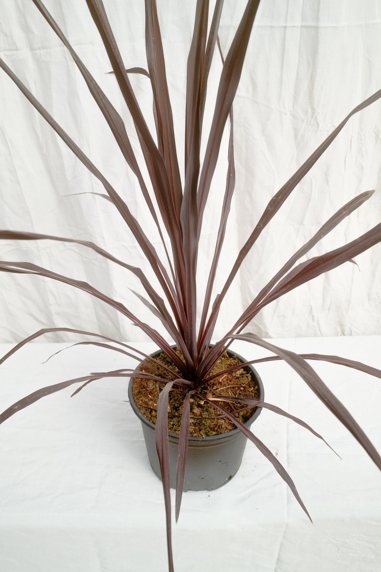 קורדליין בורגונדי ספאייר