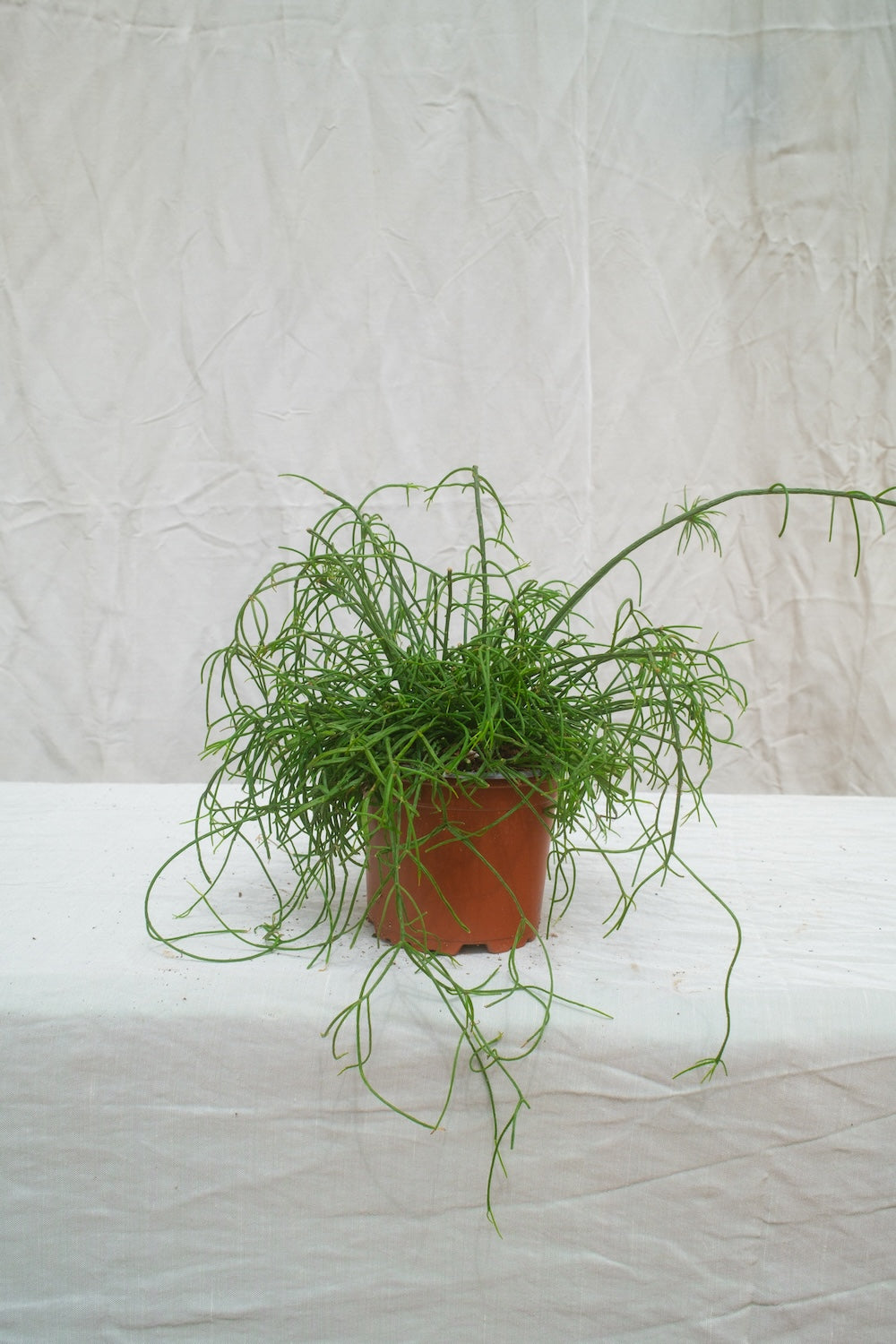 ריפסליס קסוטו