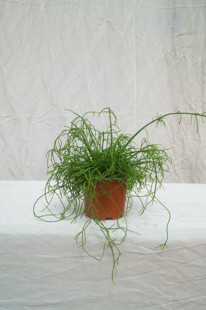 ריפסליס קסוטו