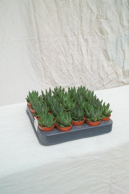 הוורטיה מרגיפירטה מגש