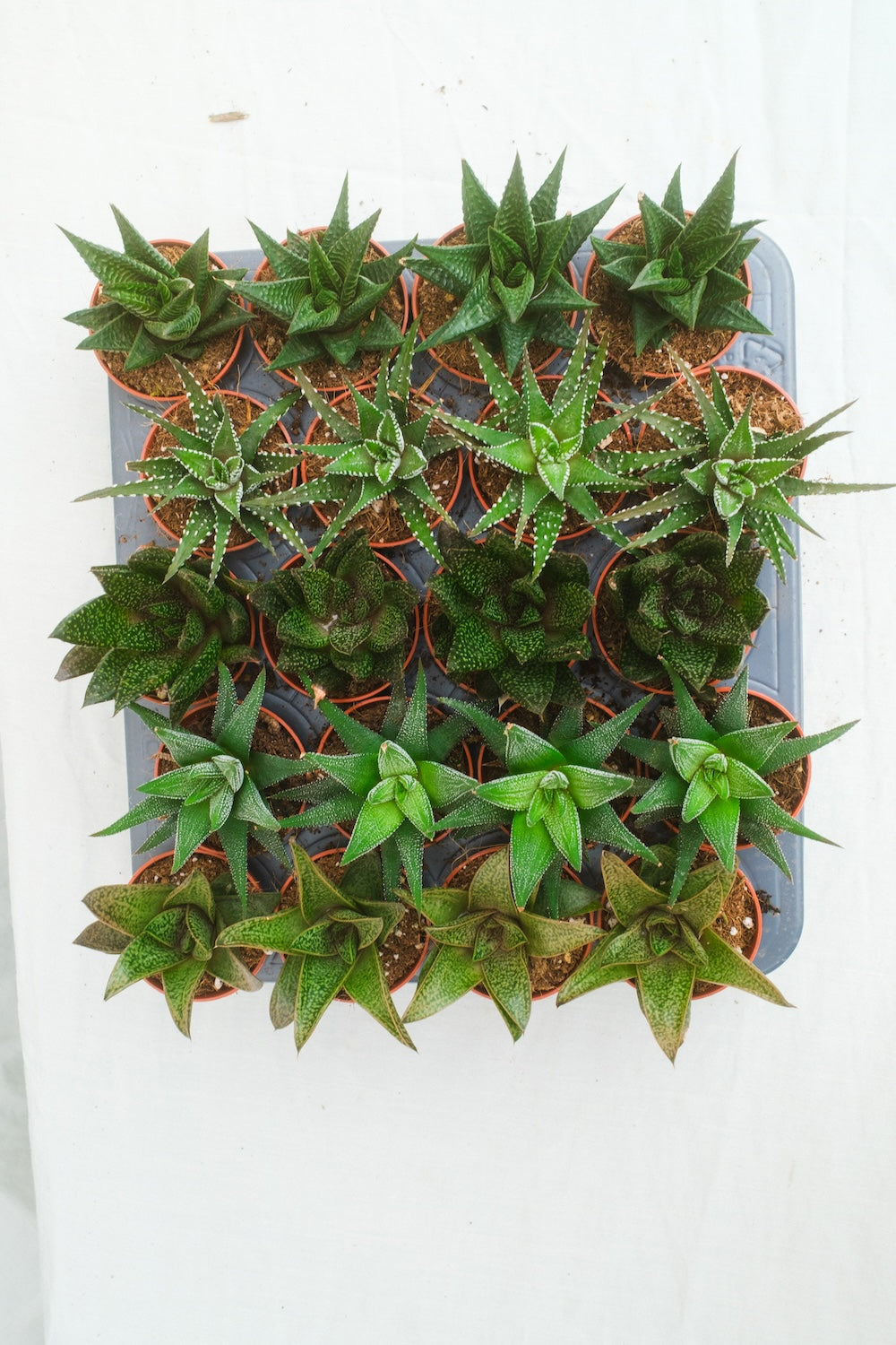 הוורטיה מיקס מגש