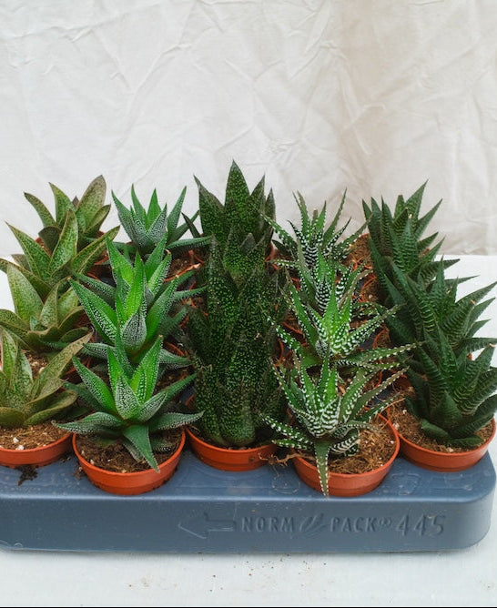 הוורטיה מיקס מגש