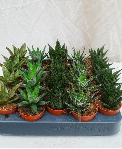 הוורטיה מיקס מגש