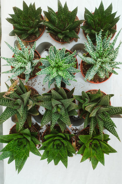 הוורטיה מיקס מגש