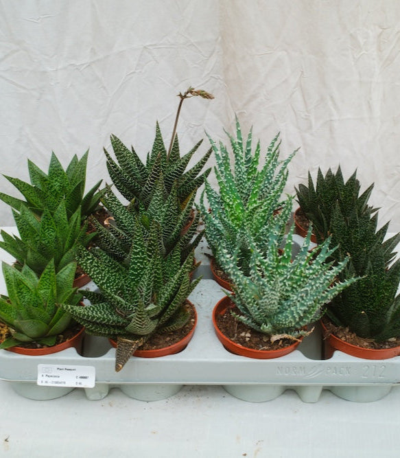 הוורטיה מיקס מגש