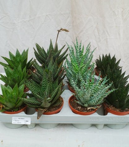 הוורטיה מיקס מגש