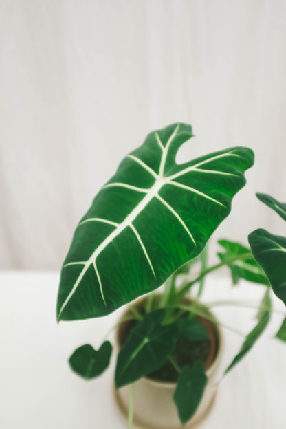 אלוקסיה פריידק