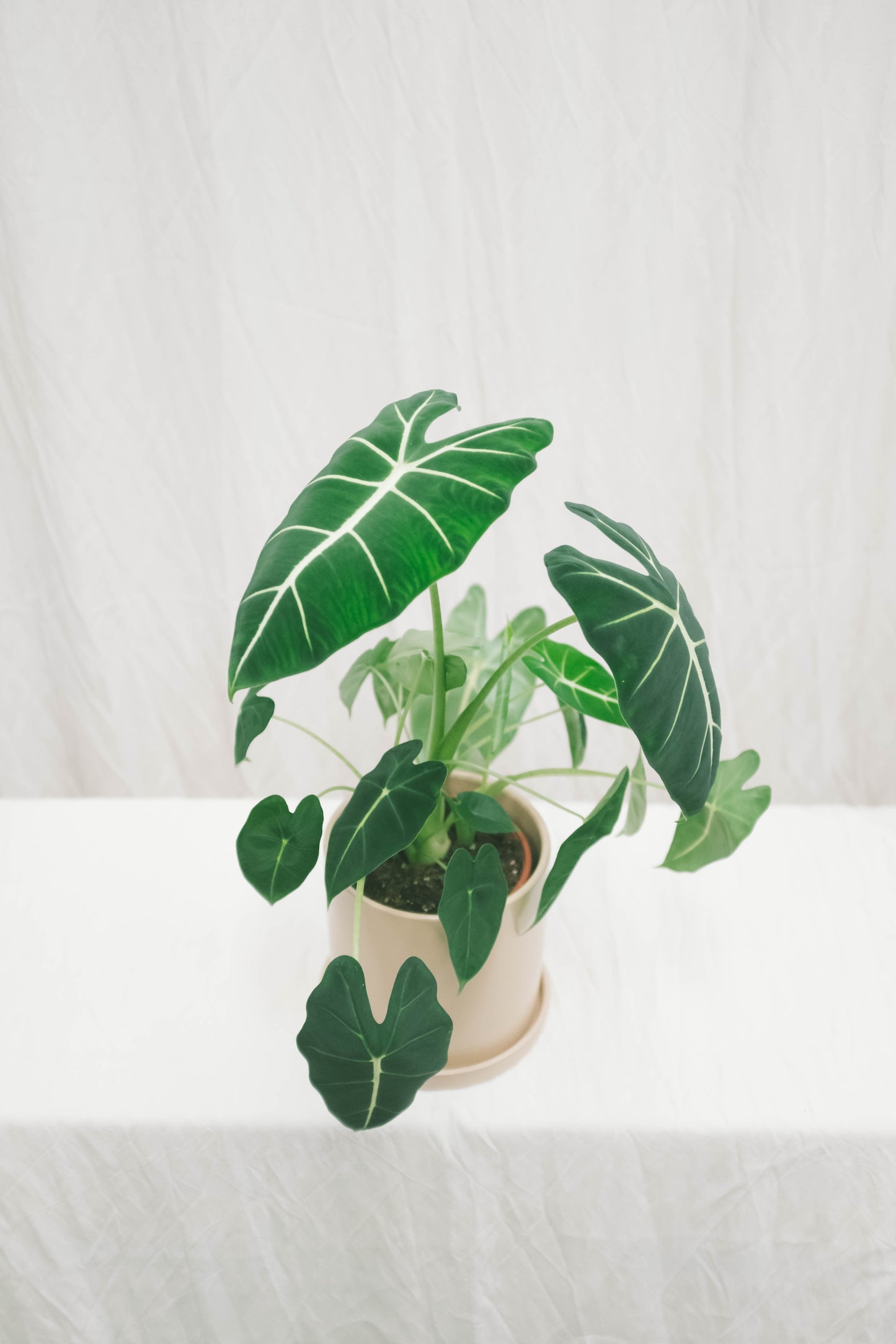 אלוקסיה פריידק