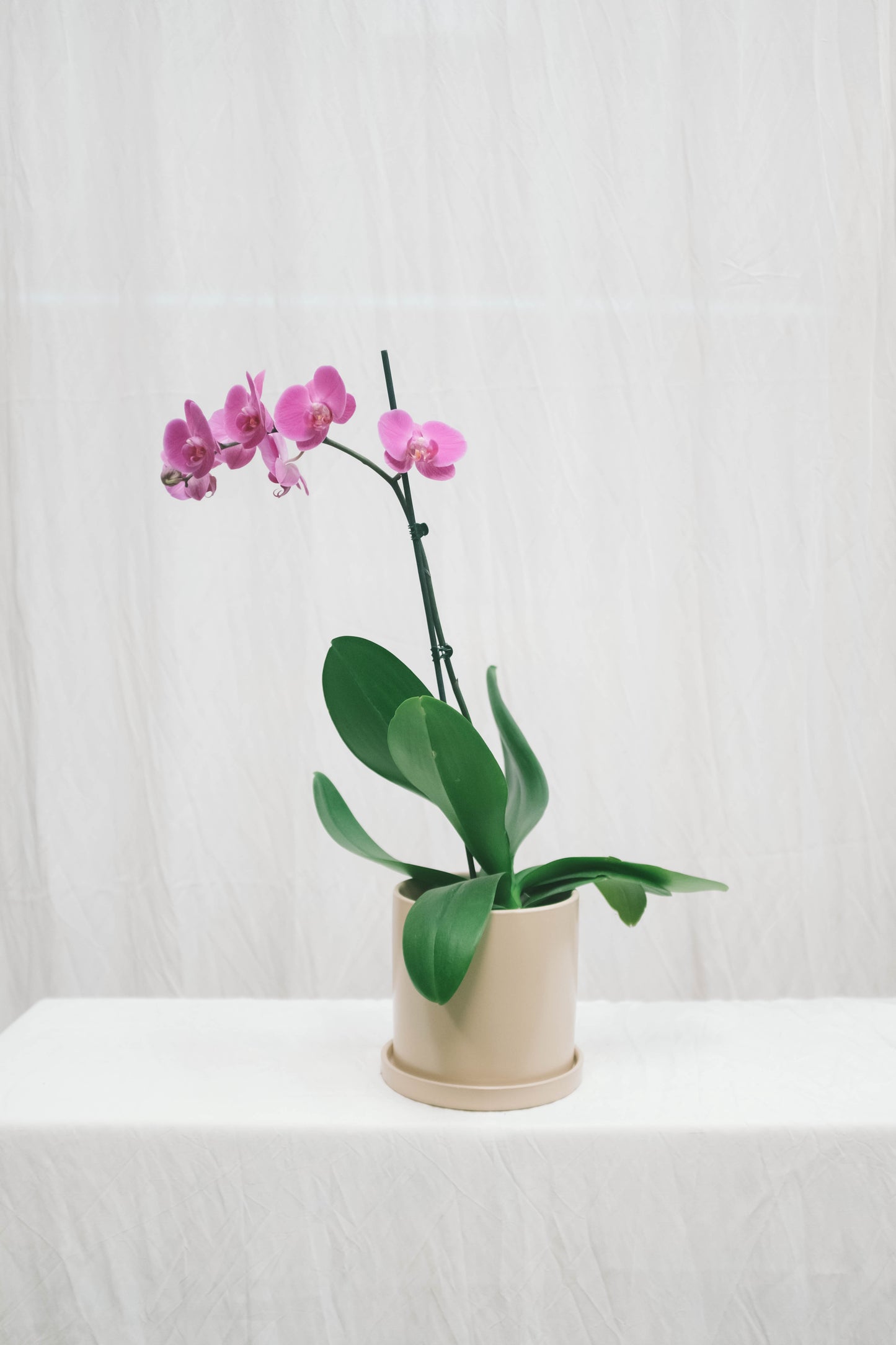 סחלב ורוד ענף אחד