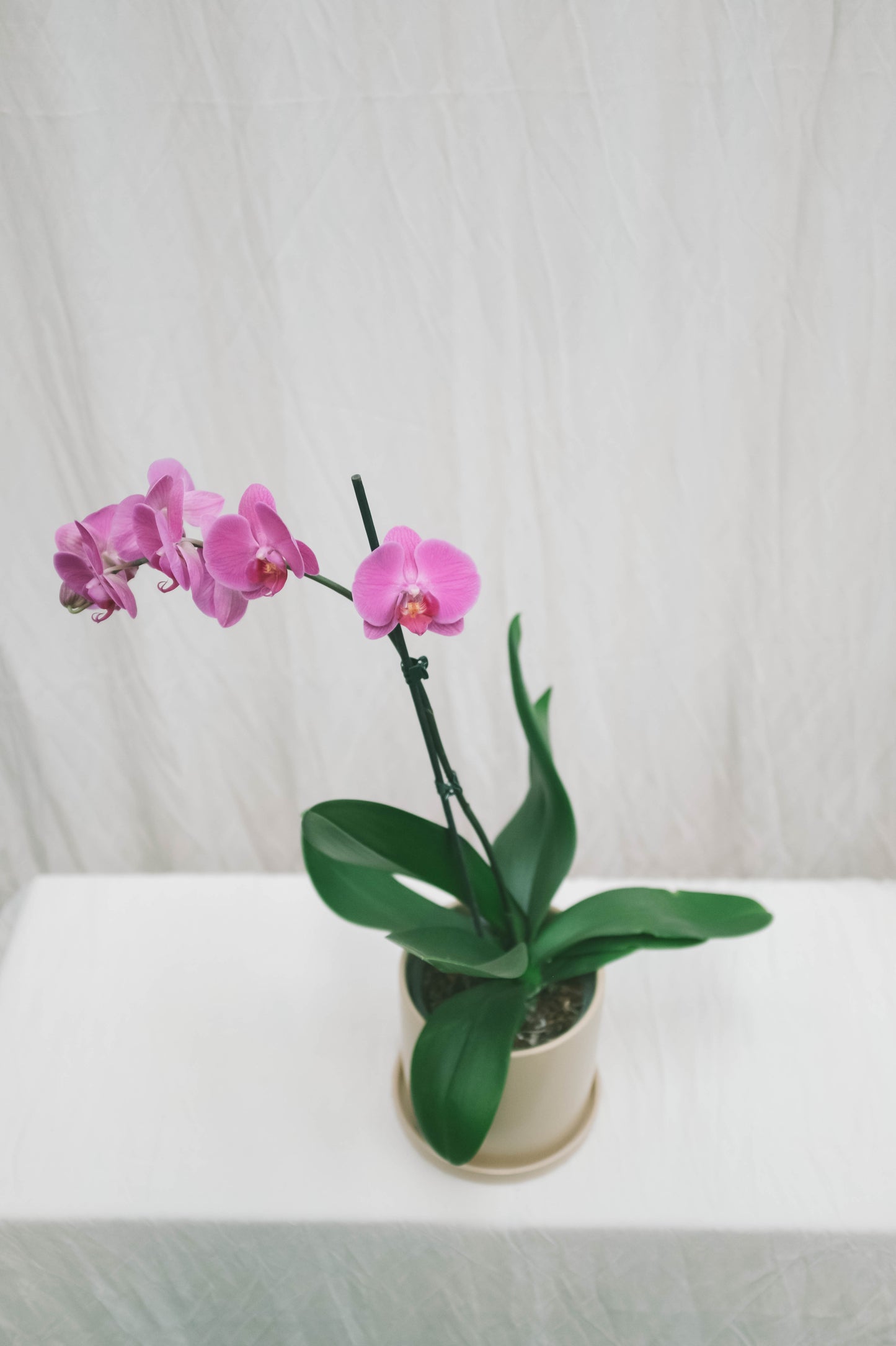 סחלב ורוד ענף אחד