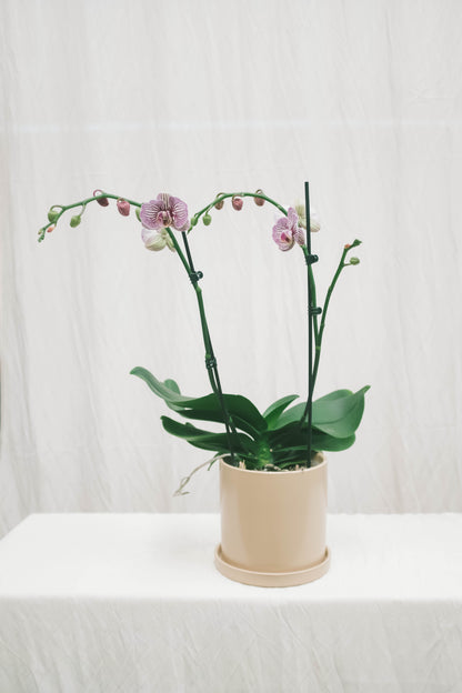 סחלב סגול שני ענפים