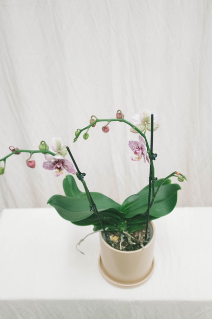 סחלב סגול שני ענפים