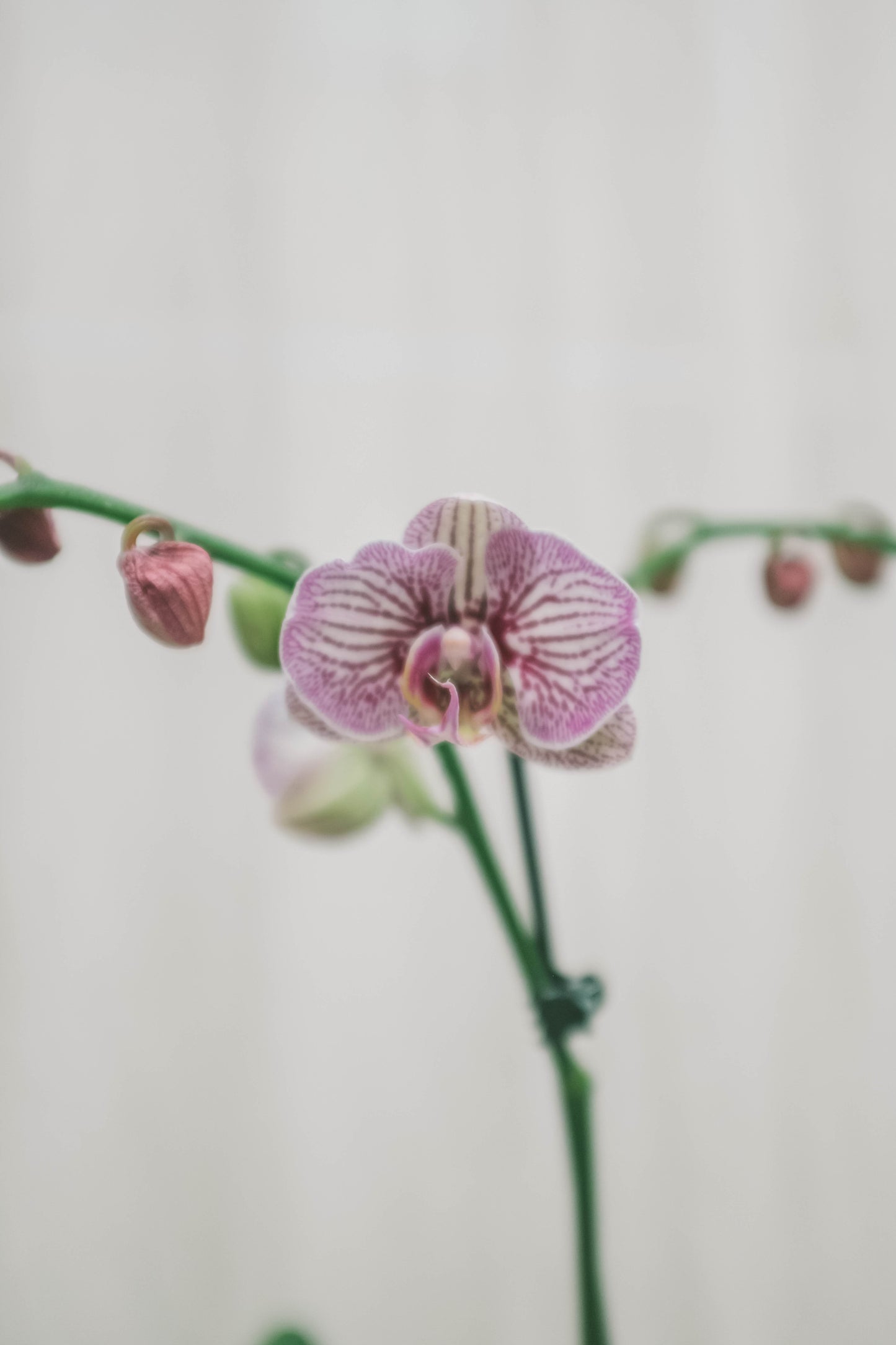 סחלב סגול שני ענפים