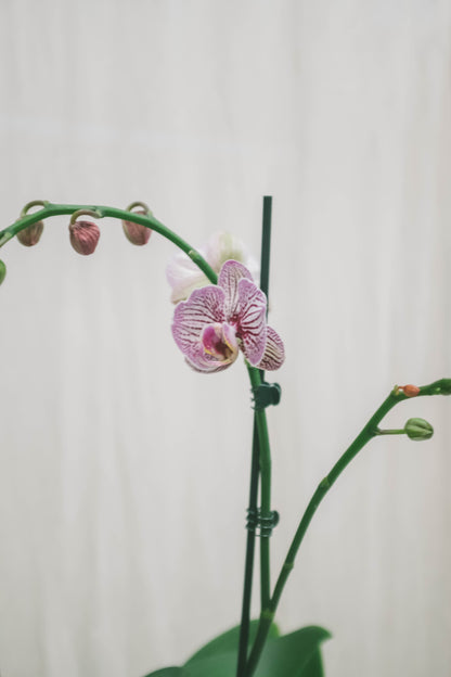 סחלב סגול שני ענפים