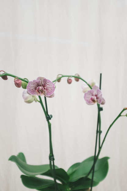 סחלב סגול שני ענפים