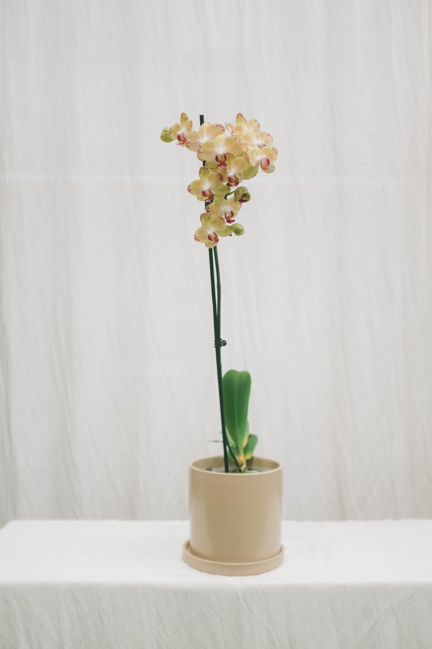 סחלב צהוב ענף אחד