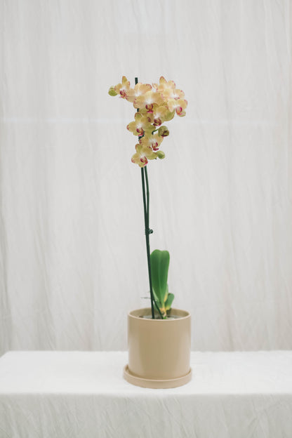 סחלב צהוב ענף אחד