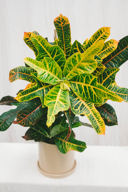 קרוטון אקסלנט