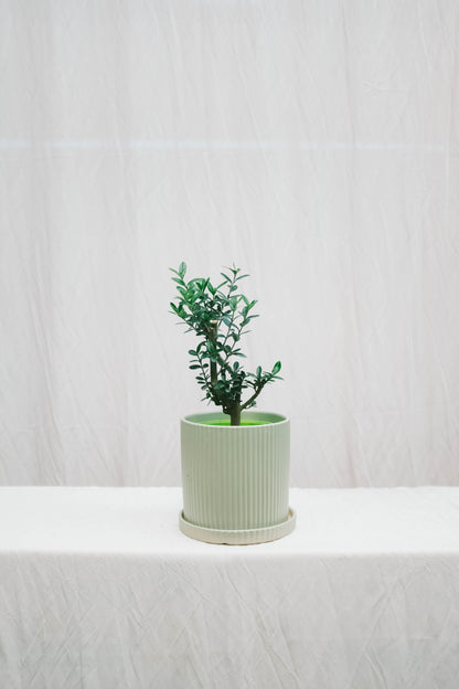 עץ זית מיני