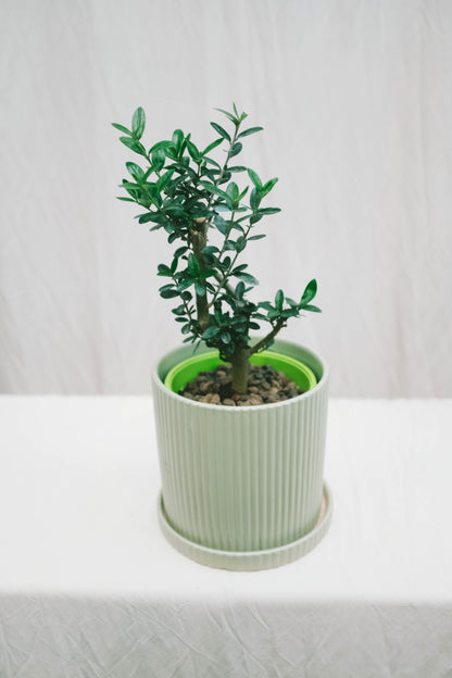 עץ זית מיני