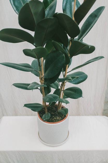 פיקוס גומי שחור