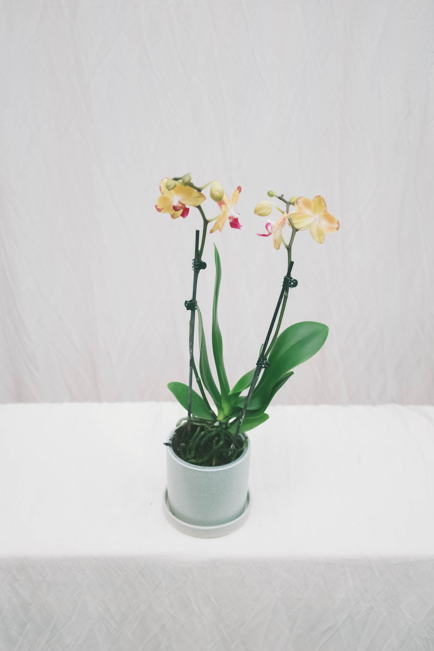 סחלב צהוב שני ענפים