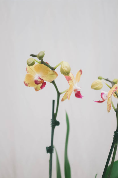 סחלב צהוב שני ענפים