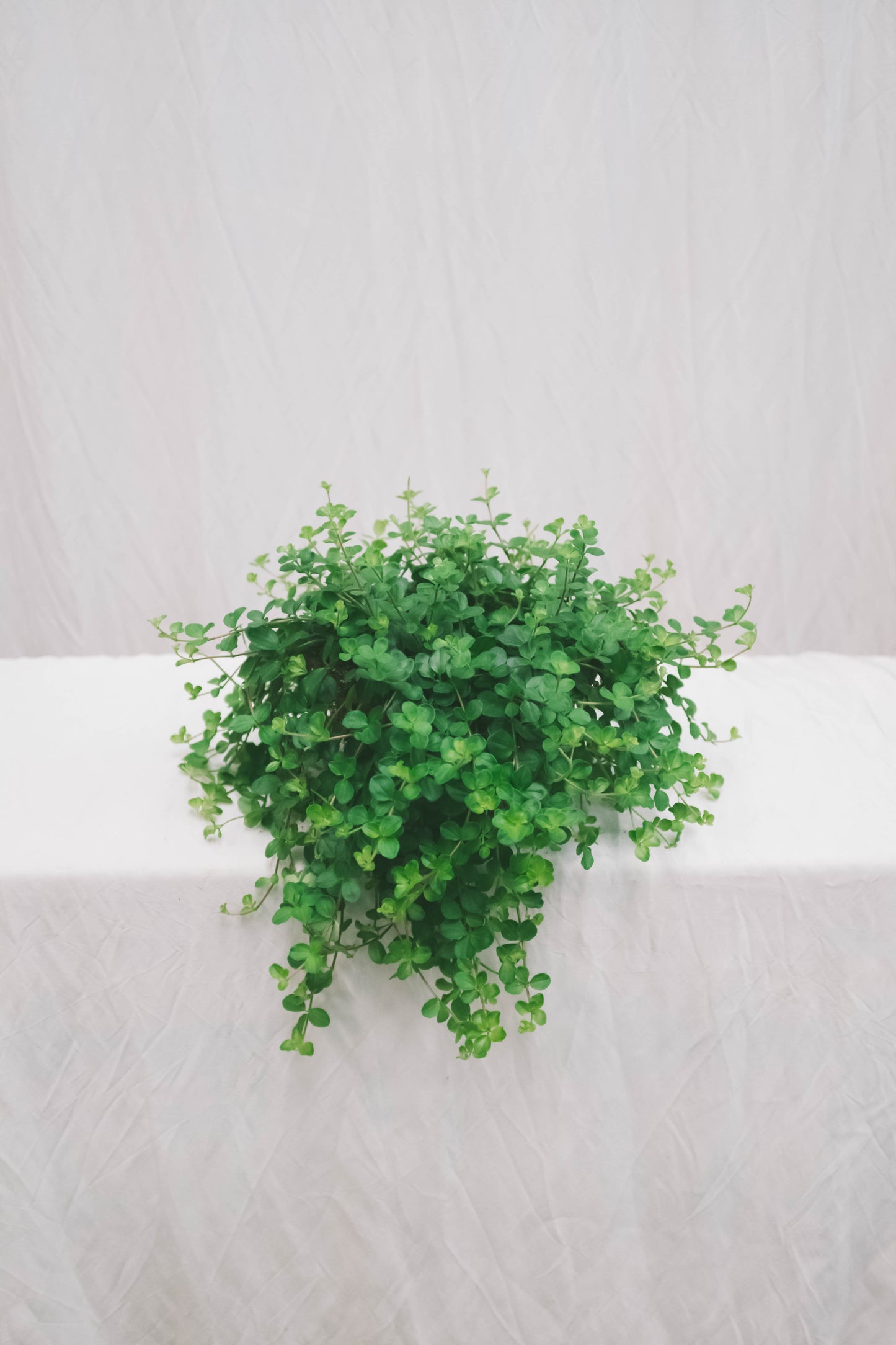 פפרומיה זוחלת