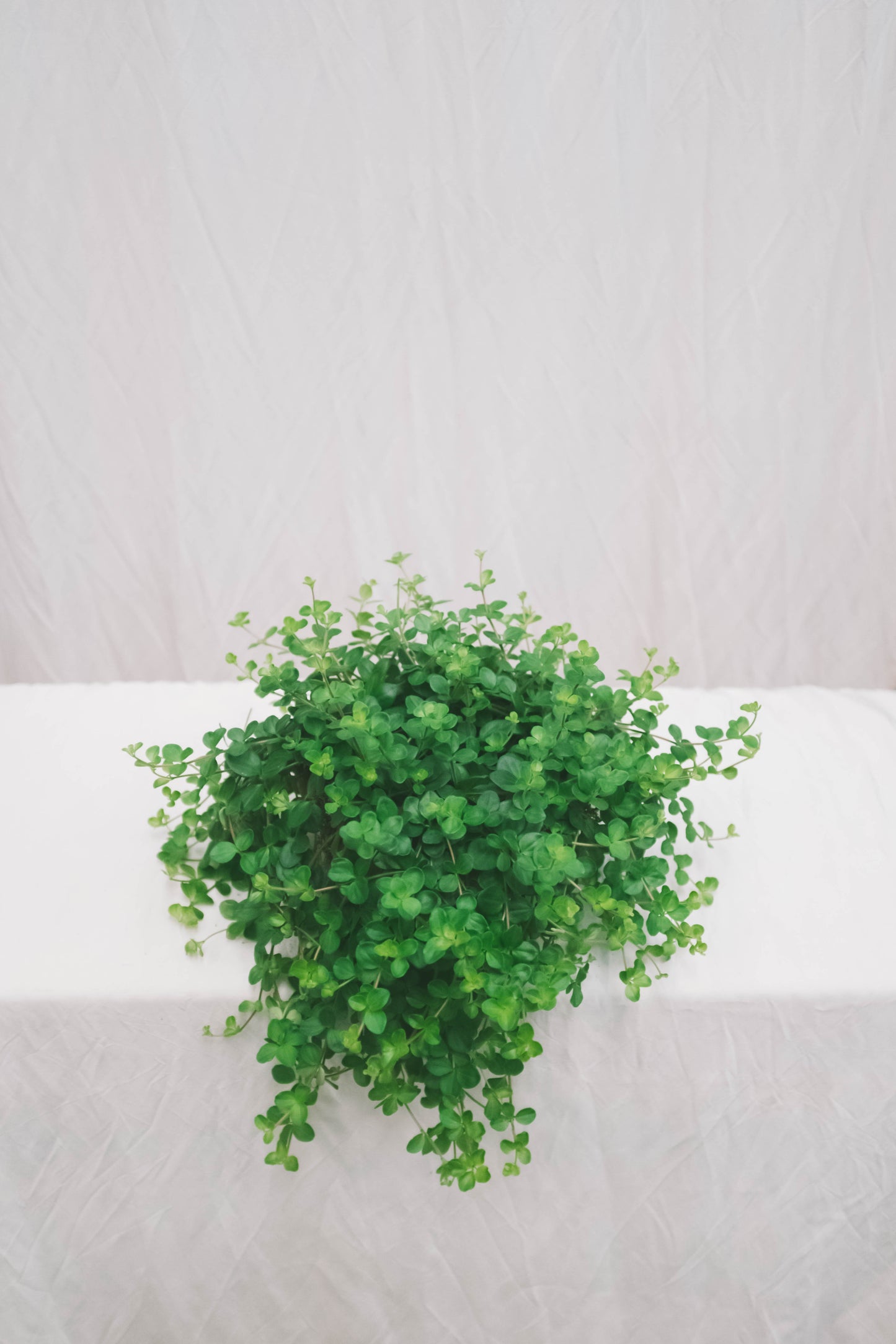 פפרומיה זוחלת