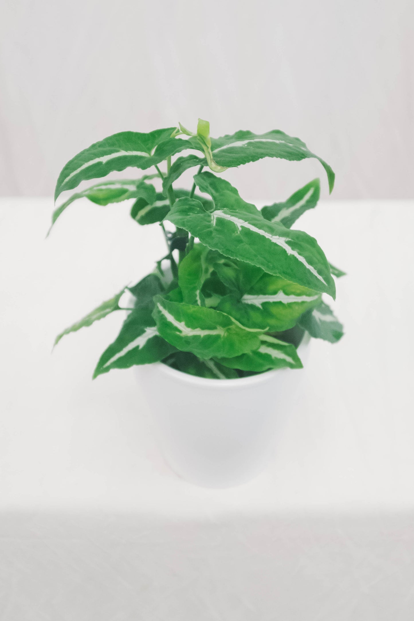 סינגוניום וונטי ירוק כהה