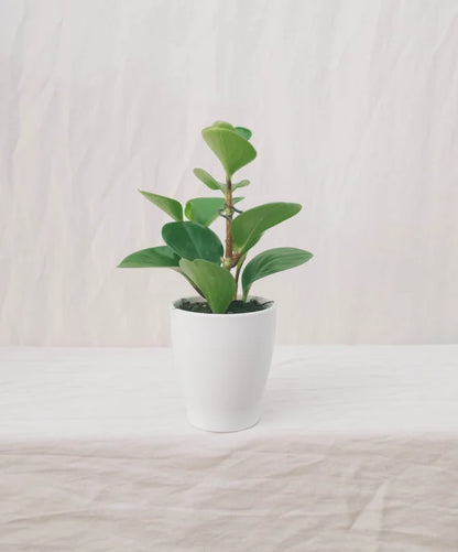 פפרומיה מגניפוליה ירוקה