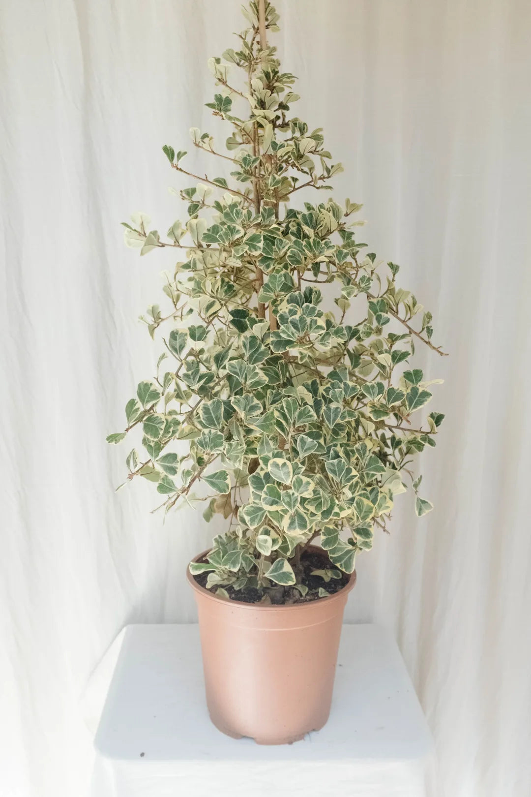 פיקוס סוויט הרט