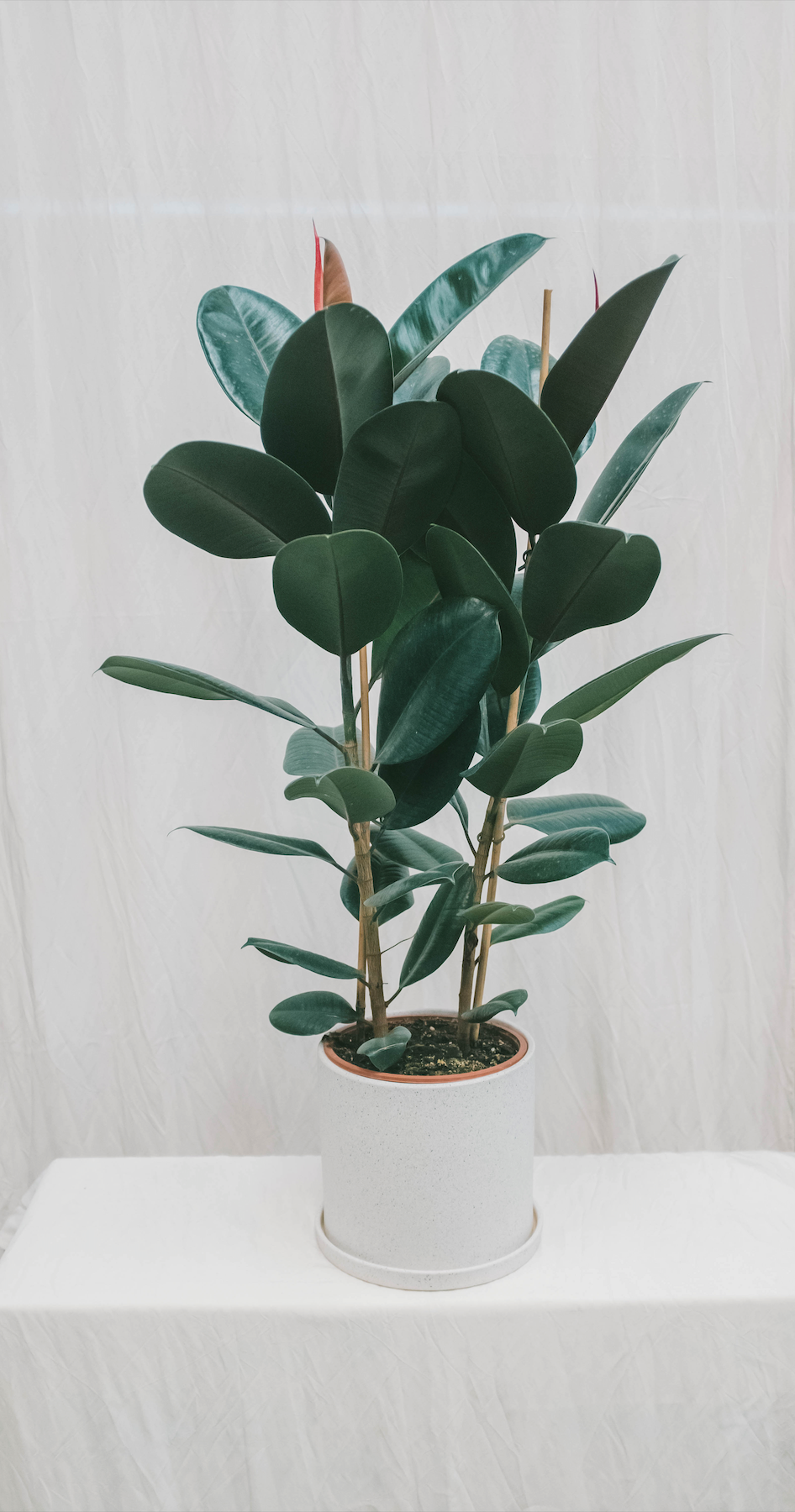 פיקוס גומי שחור